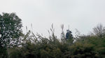 山丘植物