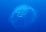 海洋世界