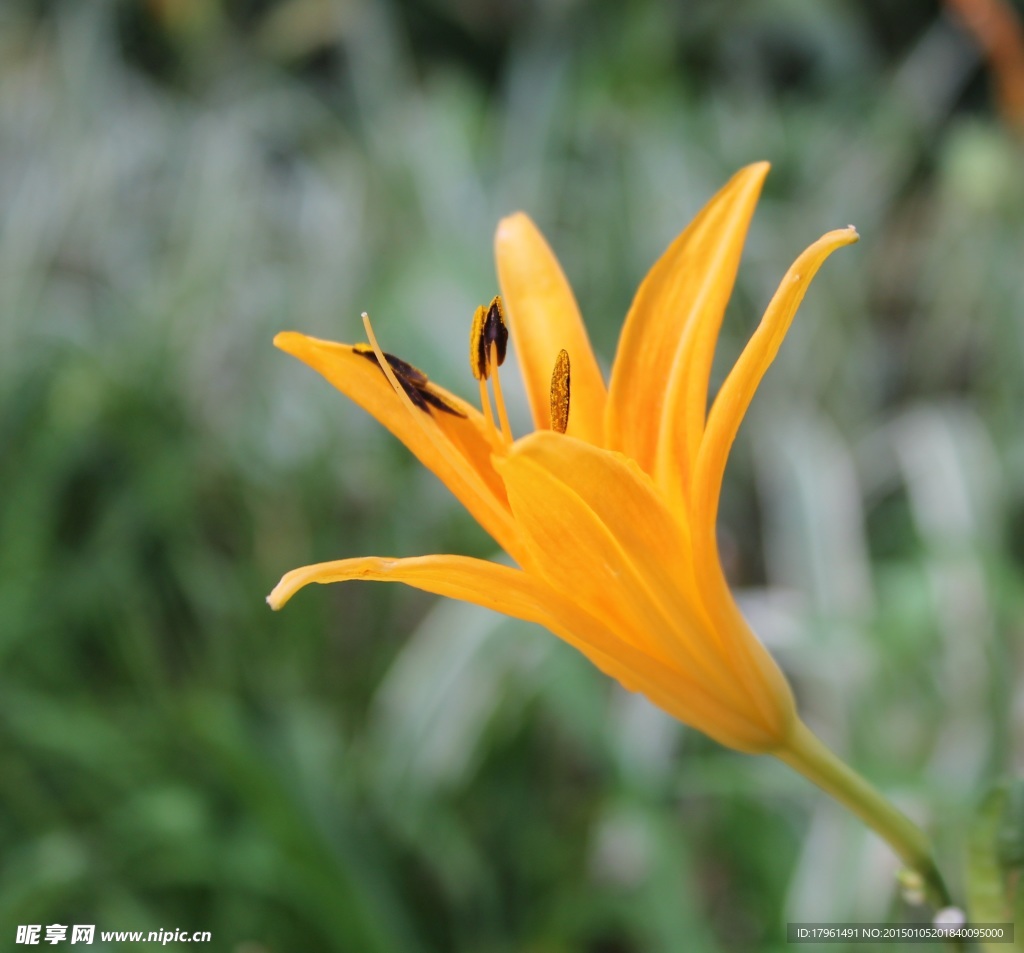 唯美萱草花