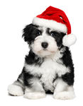 圣诞黑白狗狗图片