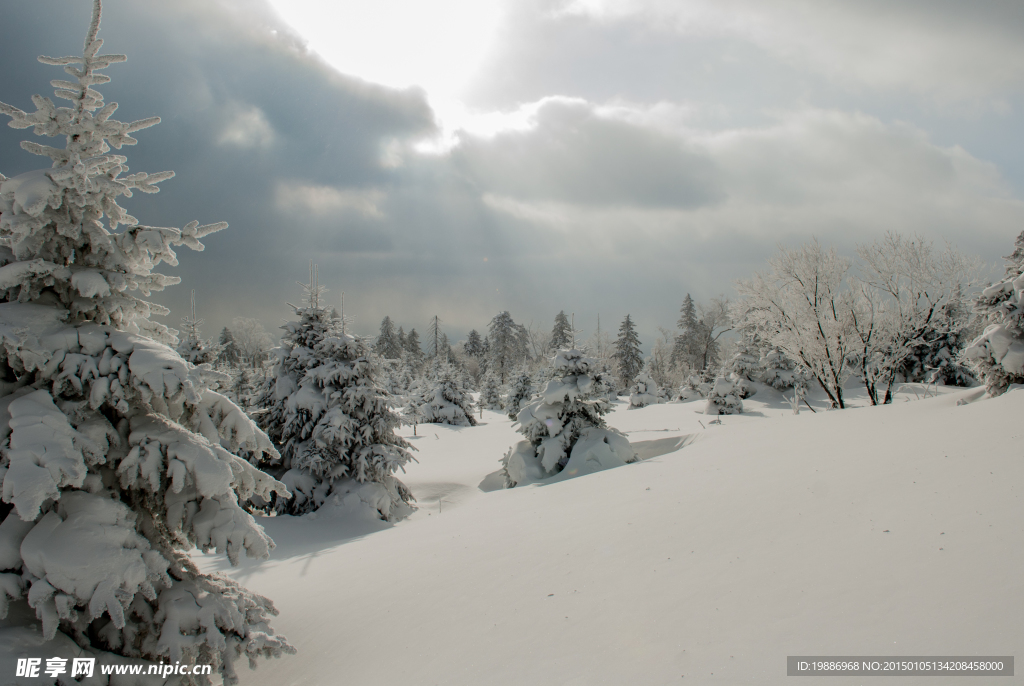 冬季森林雪景