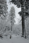 冬季森林雪景