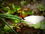 傲娇的红蜻蜓