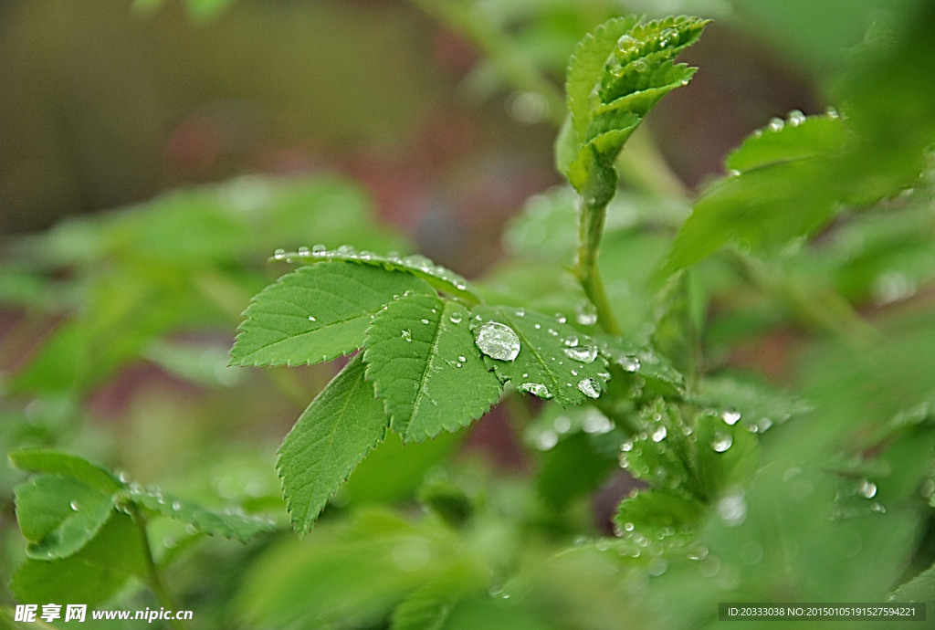 雨滴和植物
