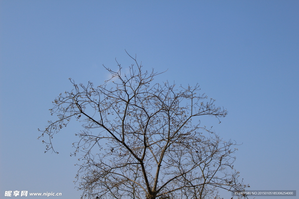 树枝和蓝天