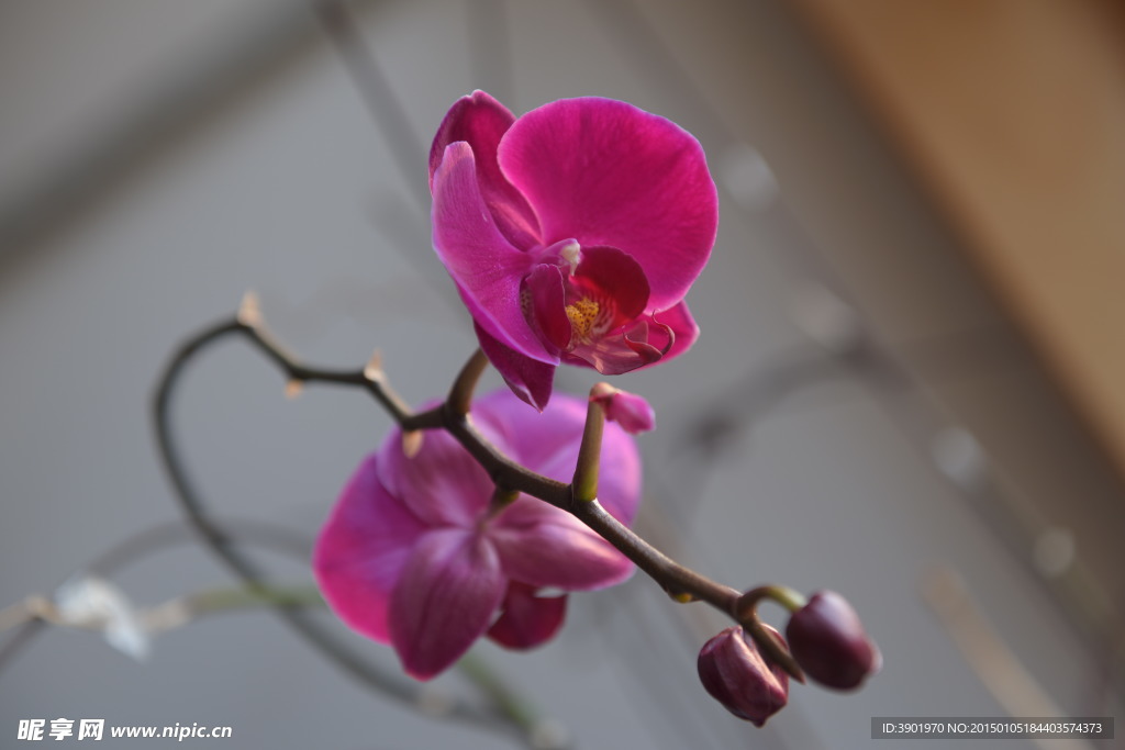 蝴蝶兰花