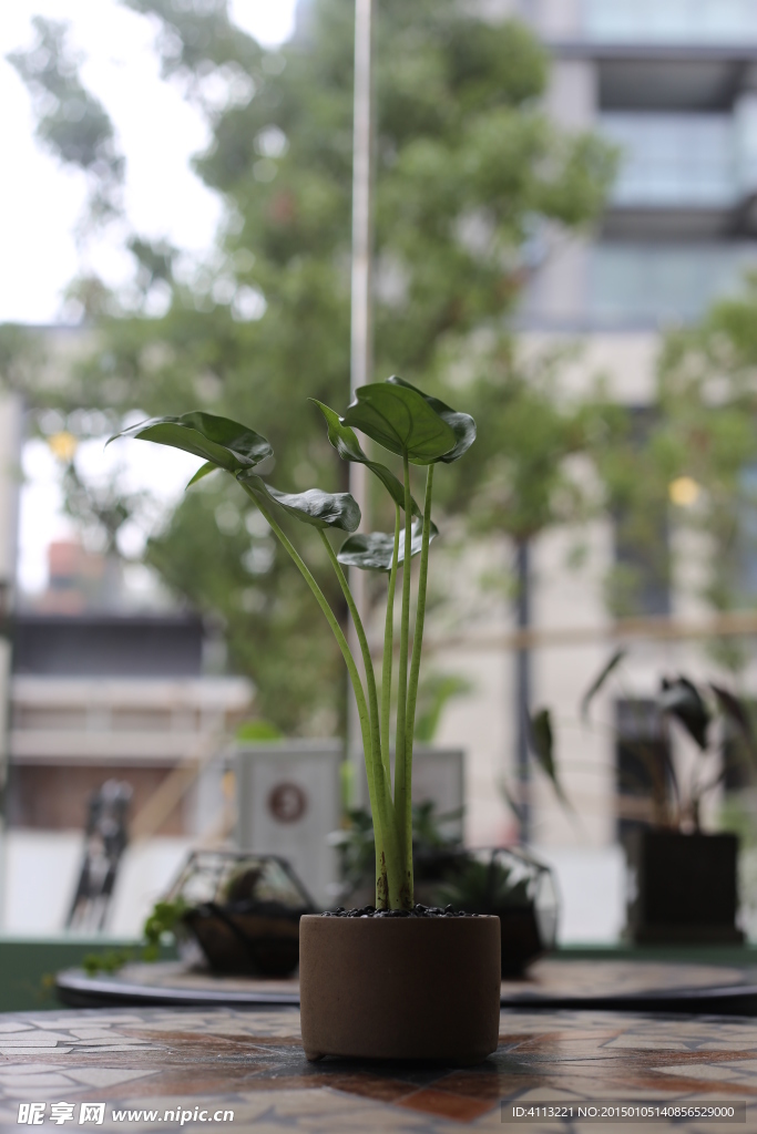 盆栽 花艺