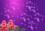 玫瑰花