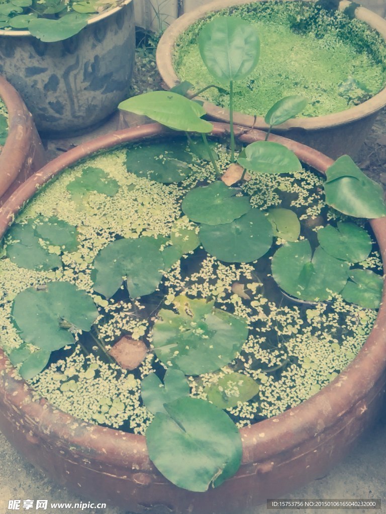 植物