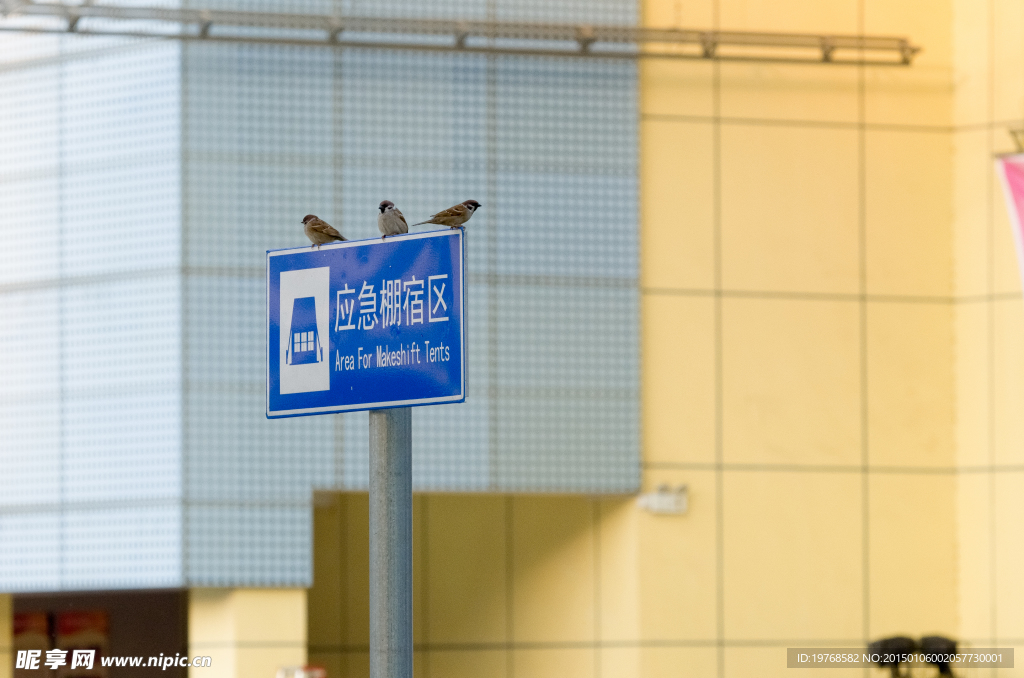 小麻雀