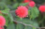 红色小绒花