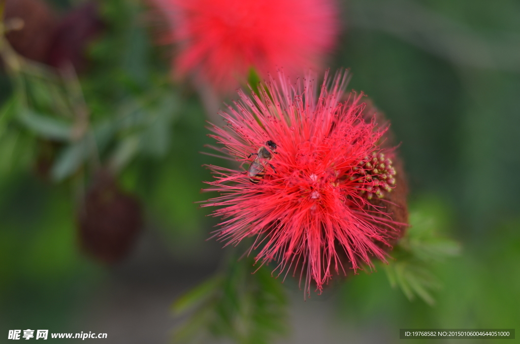 红色小绒花