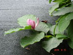 树叶和鲜花