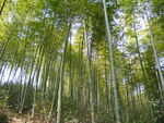毛竹