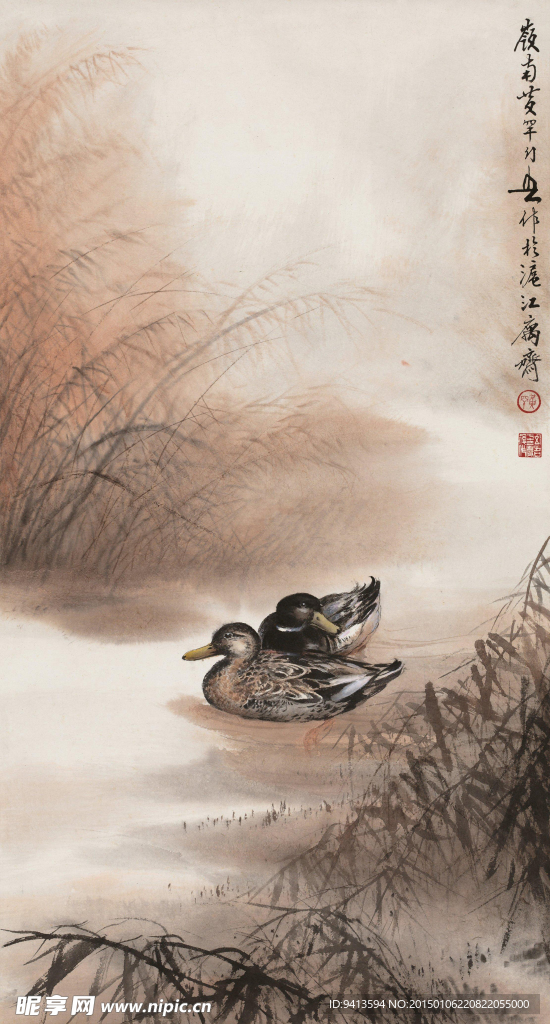 芦塘鸭泳