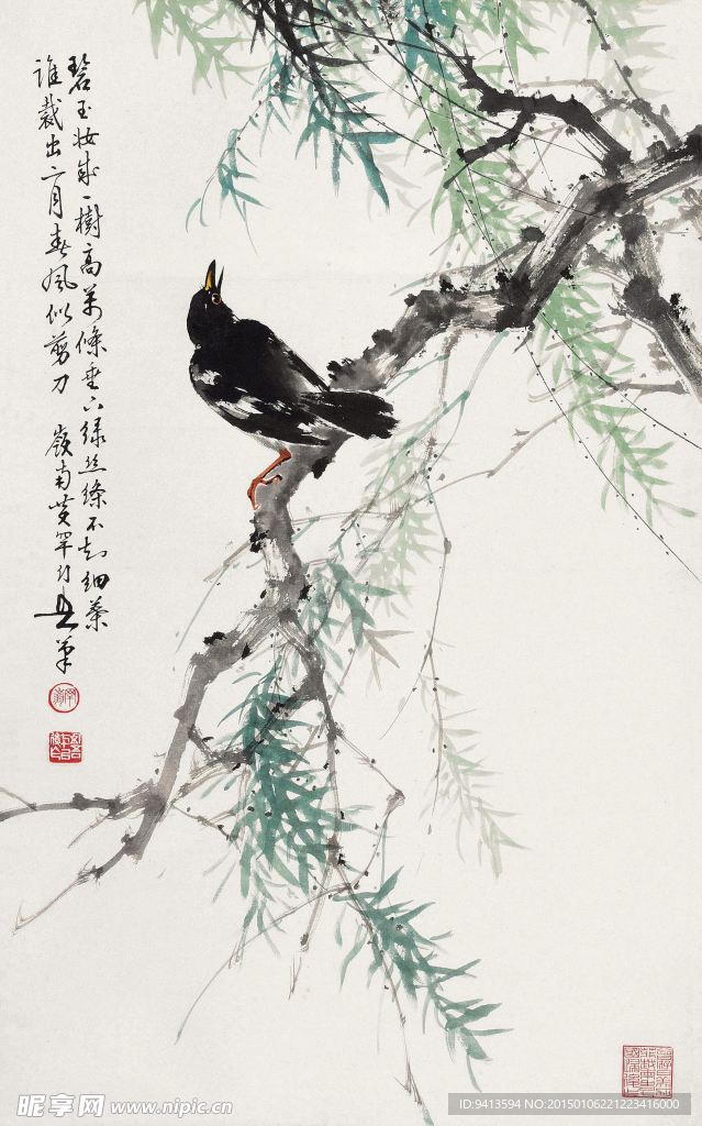 杨柳八哥