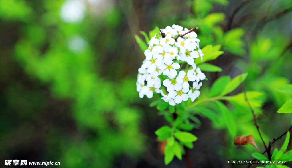 白花小花
