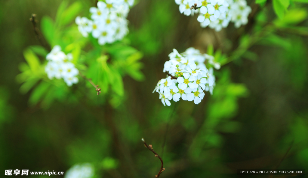 白色小花