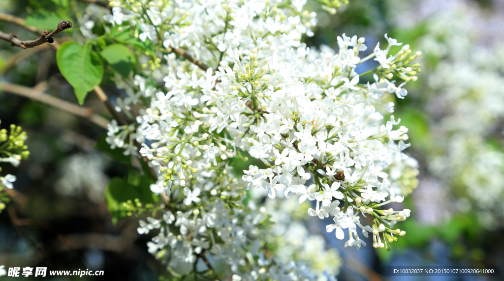丁香花