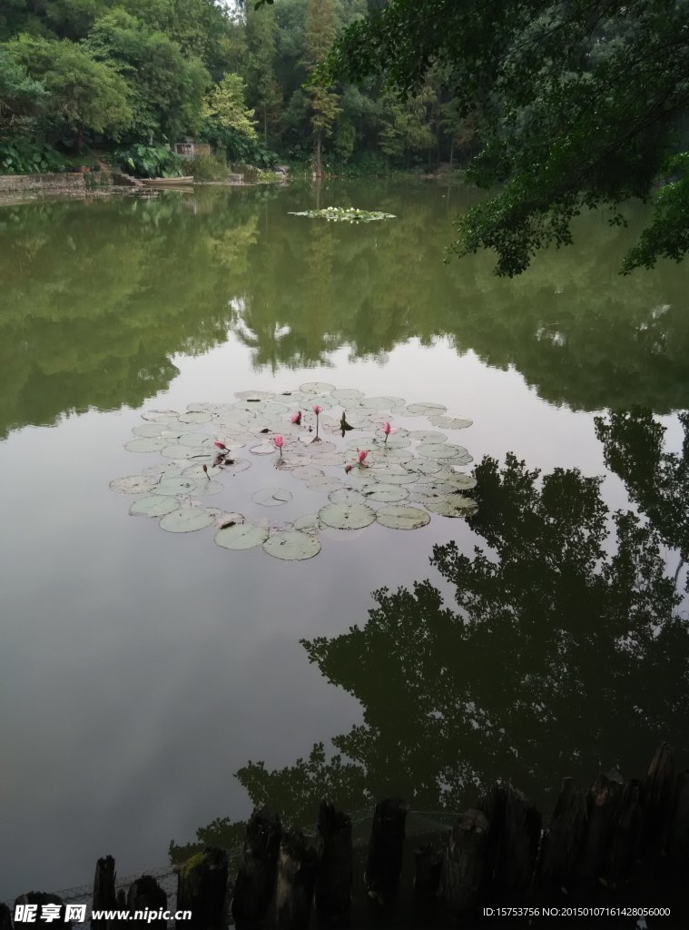 荷花
