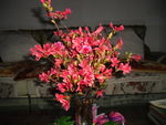 杜鹃花