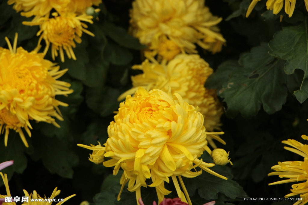 菊花