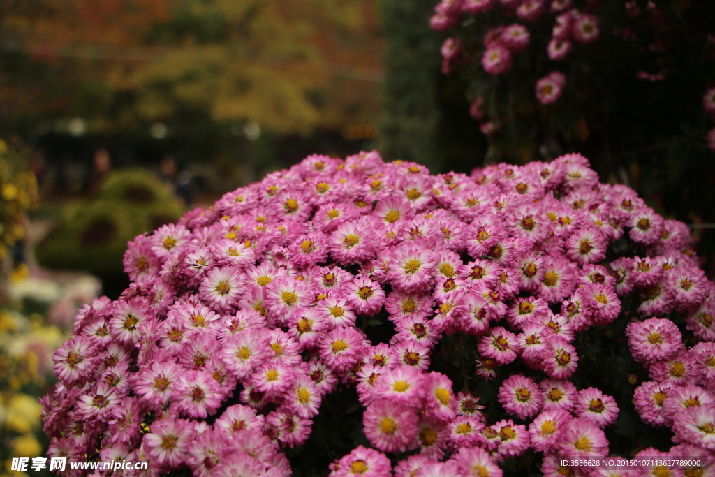 菊花