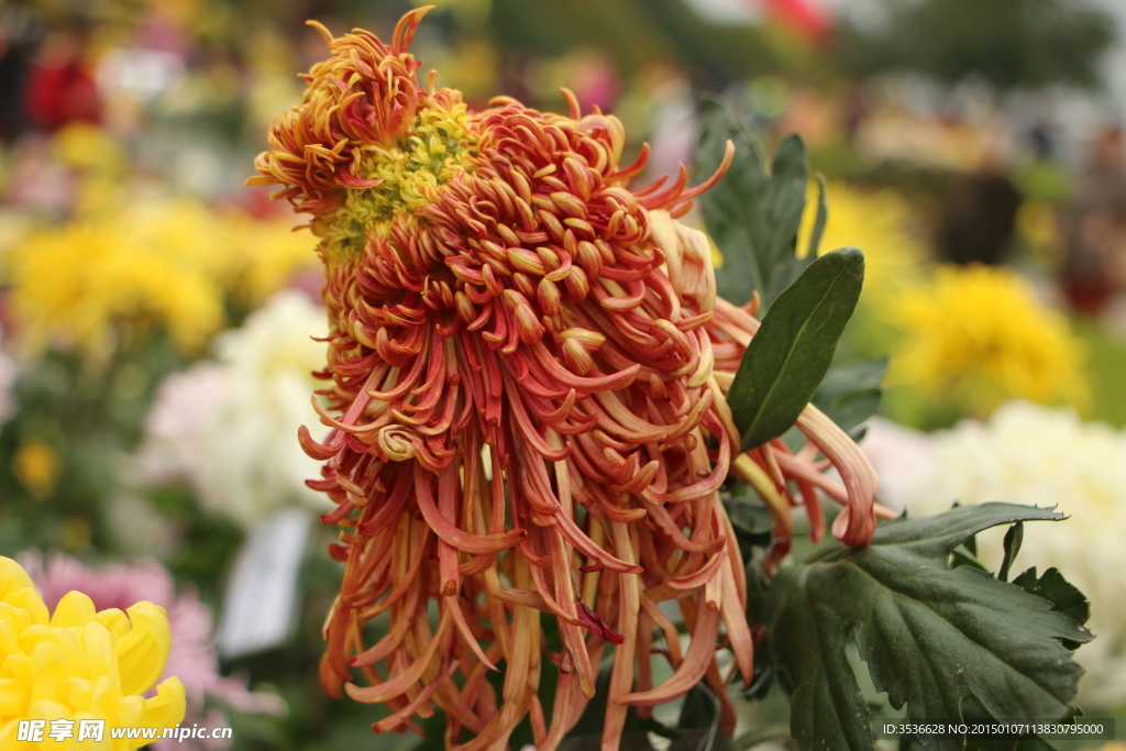 菊花