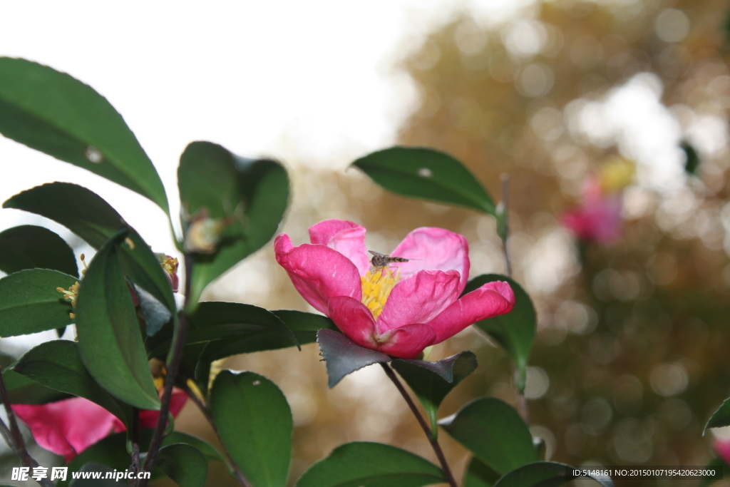 山茶花