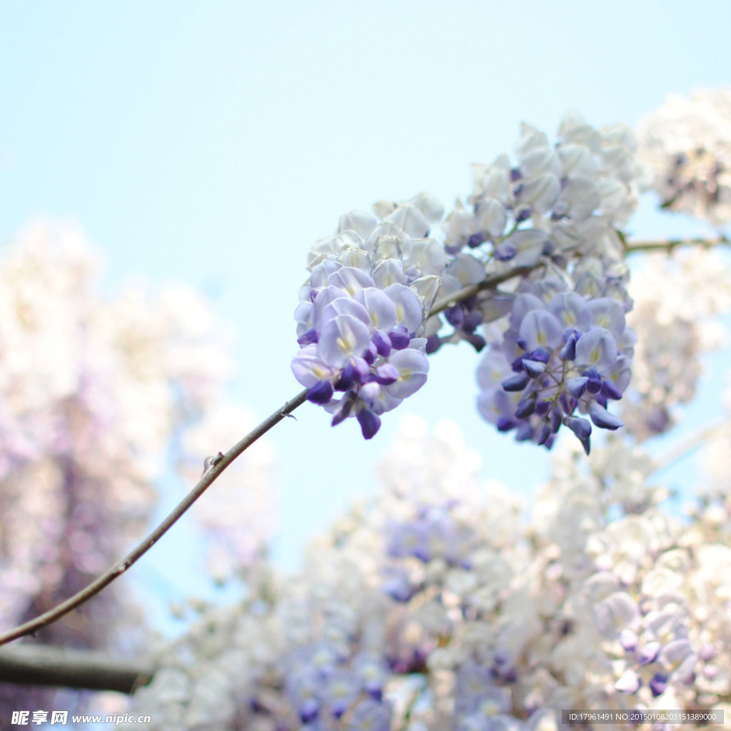 唯美丁香花