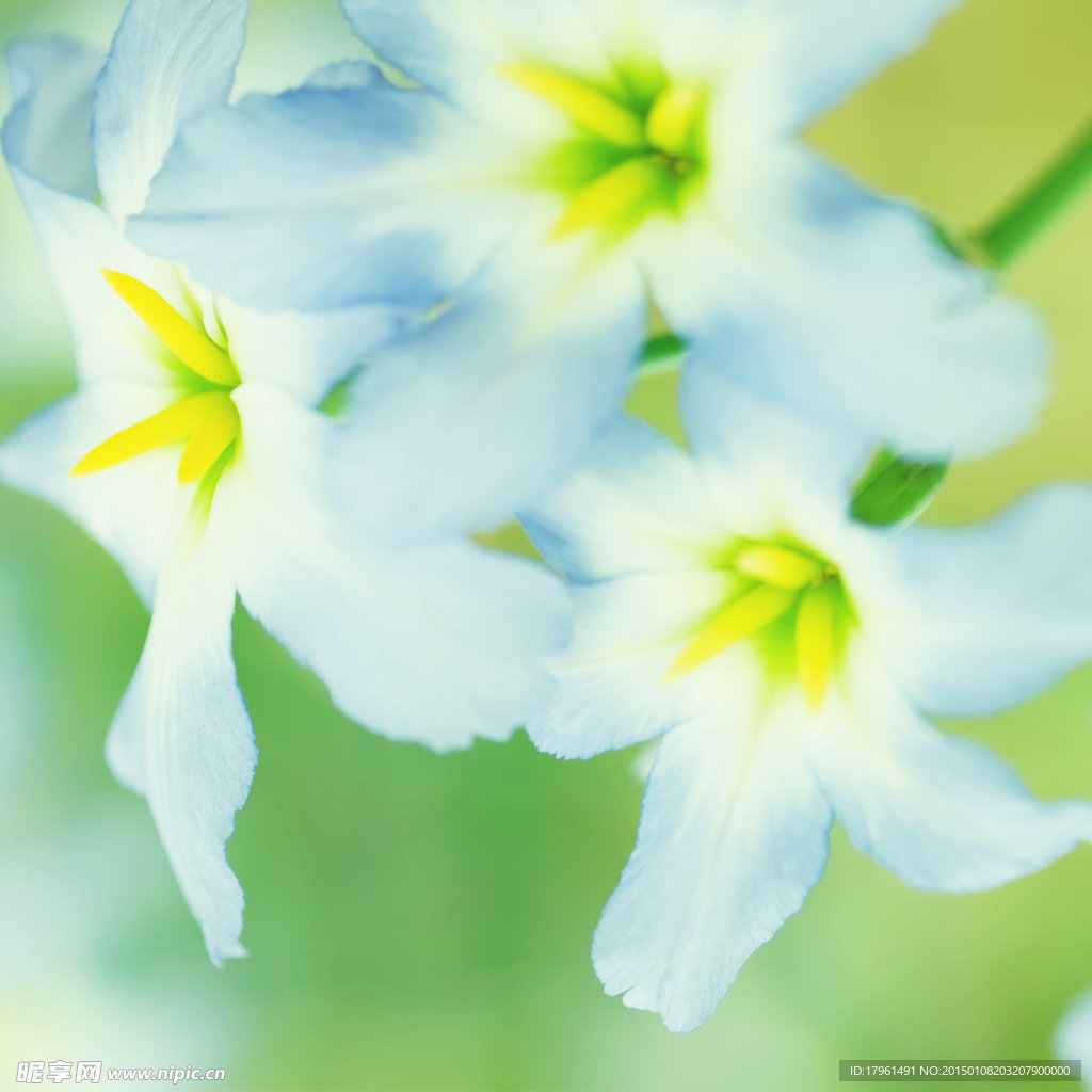 唯美百合花