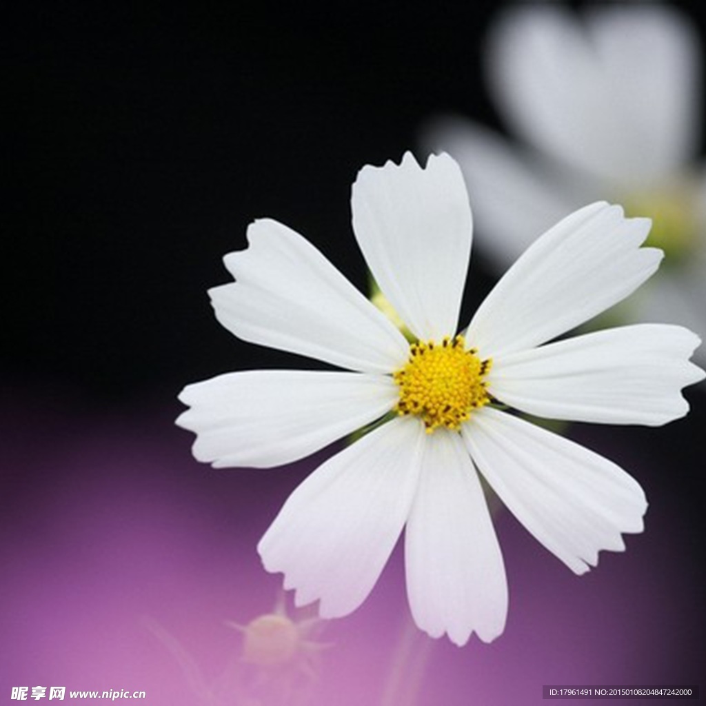唯美太阳花