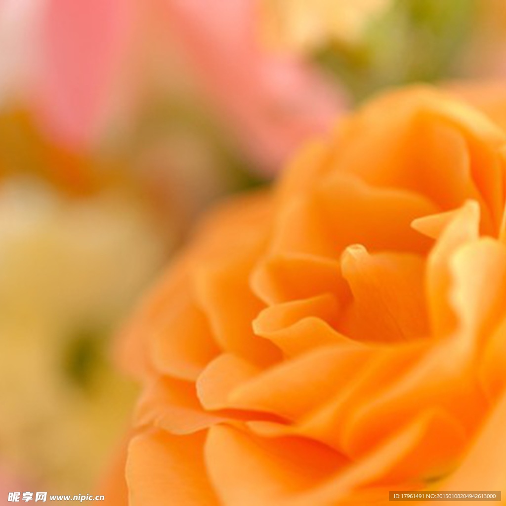 唯美玫瑰花