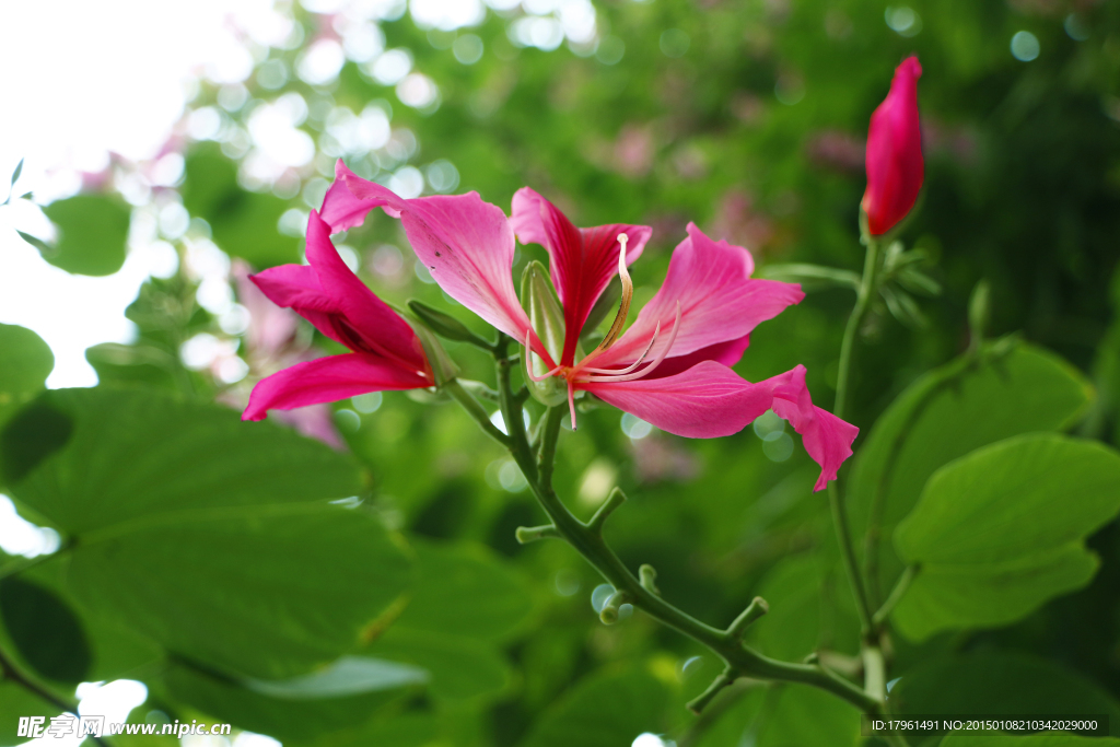 紫荆花