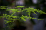 植物