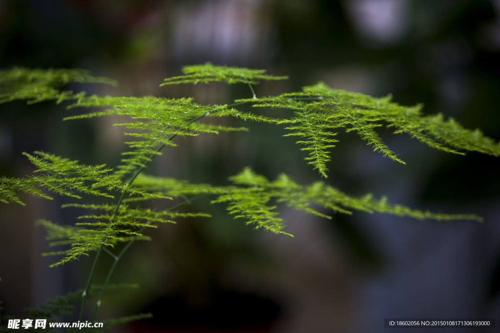 植物