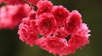 红色的花