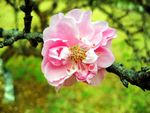 牡丹花