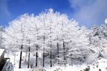 冬日松雪
