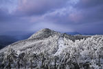 雪松