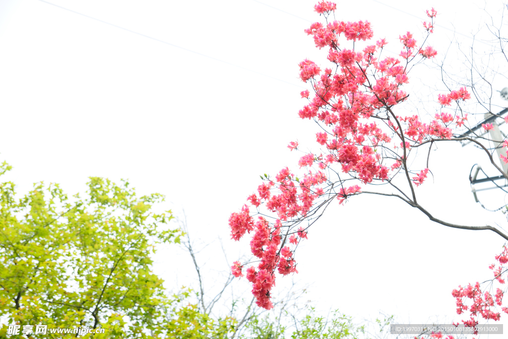 杜鹃花