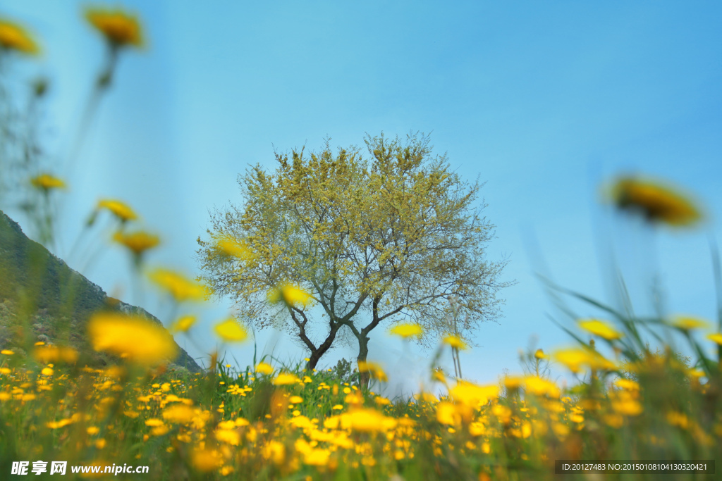 山花烂漫