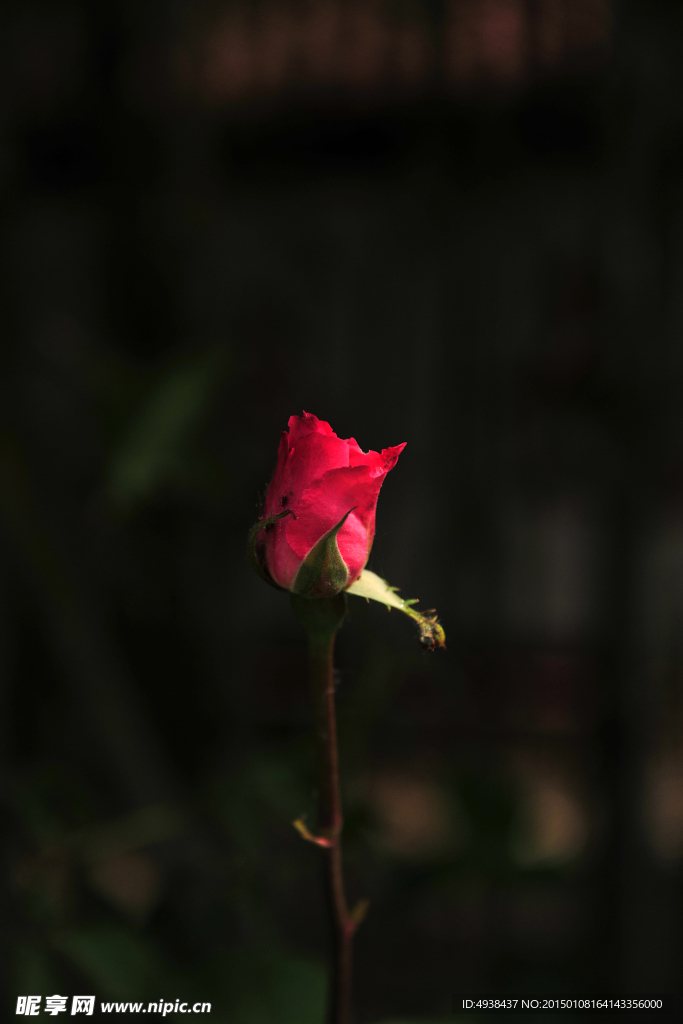 月季花