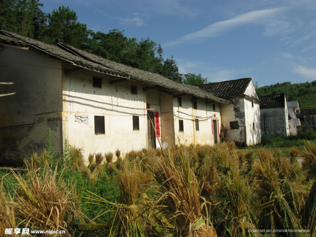 广东龙川夏收农忙