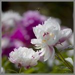 蜂花之恋