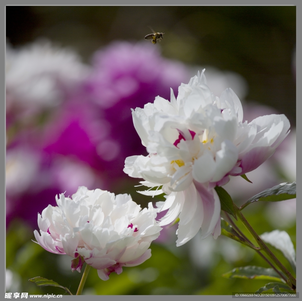 蜂花之恋