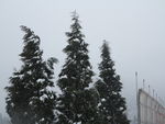 雪中杉树
