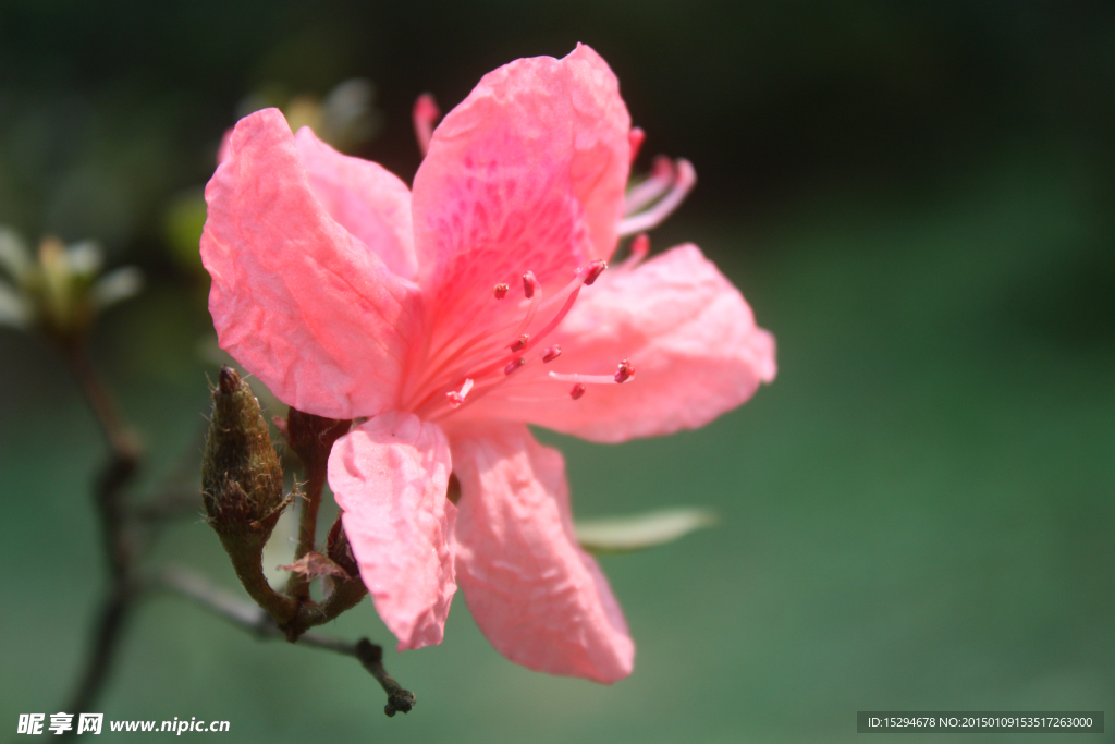 杜鹃花