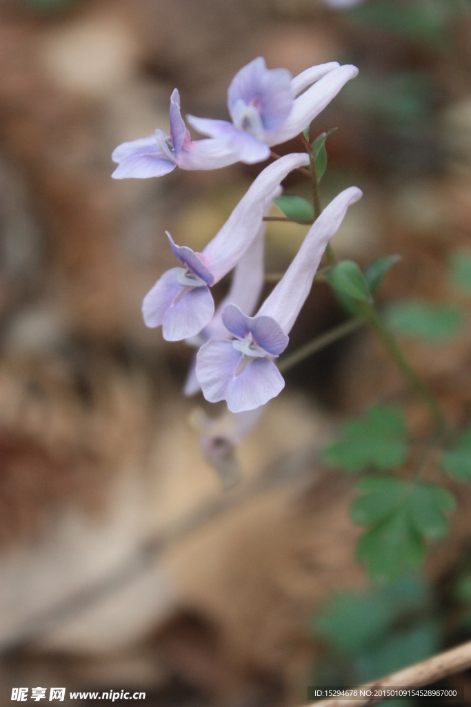 紫色小花