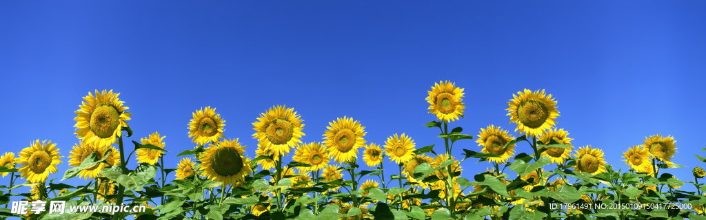 奥林匹克公园葵花